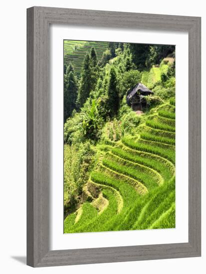 China 10MKm2 Collection - Rice Terraces - Longsheng Ping'an - Guangxi-Philippe Hugonnard-Framed Photographic Print