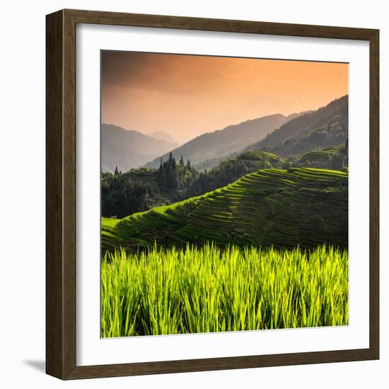 China 10MKm2 Collection - Rice Terraces - Longsheng Ping'an - Guangxi-Philippe Hugonnard-Framed Photographic Print