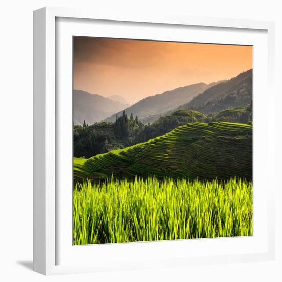 China 10MKm2 Collection - Rice Terraces - Longsheng Ping'an - Guangxi-Philippe Hugonnard-Framed Photographic Print