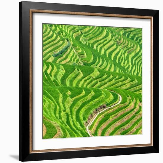 China 10MKm2 Collection - Rice Terraces - Longsheng Ping'an - Guangxi-Philippe Hugonnard-Framed Photographic Print