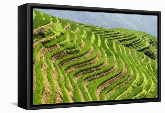 China 10MKm2 Collection - Rice Terraces - Longsheng Ping'an - Guangxi-Philippe Hugonnard-Framed Premier Image Canvas