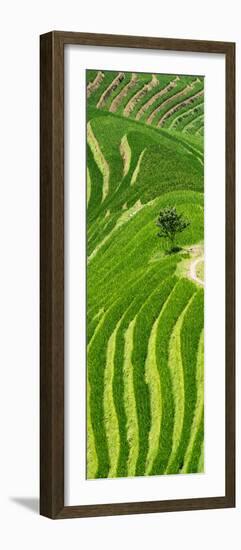 China 10MKm2 Collection - Rice Terraces - Longsheng Ping'an - Guangxi-Philippe Hugonnard-Framed Photographic Print