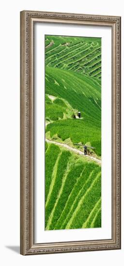 China 10MKm2 Collection - Rice Terraces - Longsheng Ping'an - Guangxi-Philippe Hugonnard-Framed Photographic Print