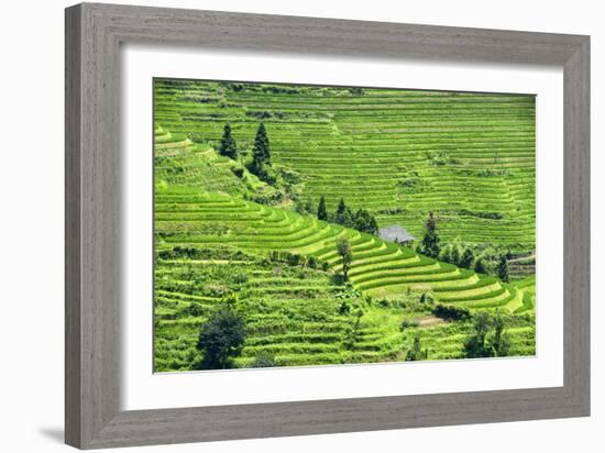 China 10MKm2 Collection - Rice Terraces - Longsheng Ping'an - Guangxi-Philippe Hugonnard-Framed Photographic Print