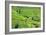 China 10MKm2 Collection - Rice Terraces - Longsheng Ping'an - Guangxi-Philippe Hugonnard-Framed Photographic Print