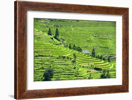 China 10MKm2 Collection - Rice Terraces - Longsheng Ping'an - Guangxi-Philippe Hugonnard-Framed Photographic Print