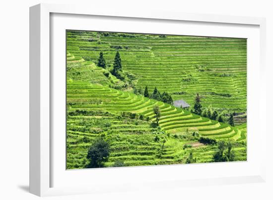 China 10MKm2 Collection - Rice Terraces - Longsheng Ping'an - Guangxi-Philippe Hugonnard-Framed Photographic Print