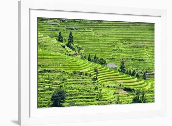 China 10MKm2 Collection - Rice Terraces - Longsheng Ping'an - Guangxi-Philippe Hugonnard-Framed Photographic Print