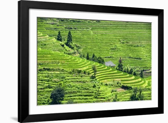 China 10MKm2 Collection - Rice Terraces - Longsheng Ping'an - Guangxi-Philippe Hugonnard-Framed Photographic Print