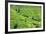 China 10MKm2 Collection - Rice Terraces - Longsheng Ping'an - Guangxi-Philippe Hugonnard-Framed Photographic Print