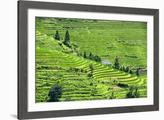 China 10MKm2 Collection - Rice Terraces - Longsheng Ping'an - Guangxi-Philippe Hugonnard-Framed Photographic Print