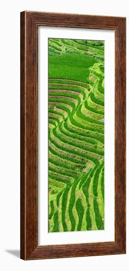 China 10MKm2 Collection - Rice Terraces - Longsheng Ping'an - Guangxi-Philippe Hugonnard-Framed Photographic Print