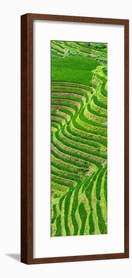 China 10MKm2 Collection - Rice Terraces - Longsheng Ping'an - Guangxi-Philippe Hugonnard-Framed Photographic Print