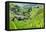 China 10MKm2 Collection - Rice Terraces - Longsheng Ping'an - Guangxi-Philippe Hugonnard-Framed Premier Image Canvas