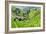 China 10MKm2 Collection - Rice Terraces - Longsheng Ping'an - Guangxi-Philippe Hugonnard-Framed Photographic Print