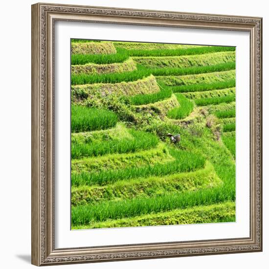 China 10MKm2 Collection - Rice Terraces - Longsheng Ping'an - Guangxi-Philippe Hugonnard-Framed Photographic Print