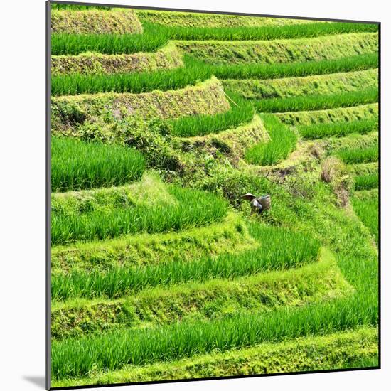 China 10MKm2 Collection - Rice Terraces - Longsheng Ping'an - Guangxi-Philippe Hugonnard-Mounted Photographic Print