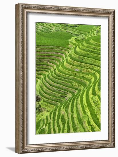 China 10MKm2 Collection - Rice Terraces - Longsheng Ping'an - Guangxi-Philippe Hugonnard-Framed Photographic Print