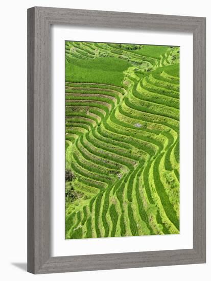 China 10MKm2 Collection - Rice Terraces - Longsheng Ping'an - Guangxi-Philippe Hugonnard-Framed Photographic Print