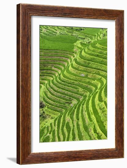 China 10MKm2 Collection - Rice Terraces - Longsheng Ping'an - Guangxi-Philippe Hugonnard-Framed Photographic Print