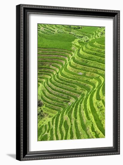 China 10MKm2 Collection - Rice Terraces - Longsheng Ping'an - Guangxi-Philippe Hugonnard-Framed Photographic Print