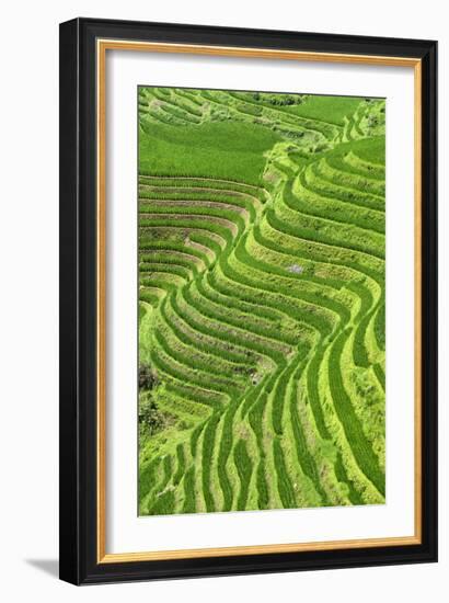 China 10MKm2 Collection - Rice Terraces - Longsheng Ping'an - Guangxi-Philippe Hugonnard-Framed Photographic Print