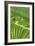 China 10MKm2 Collection - Rice Terraces - Longsheng Ping'an - Guangxi-Philippe Hugonnard-Framed Photographic Print