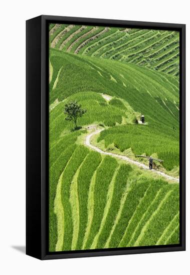 China 10MKm2 Collection - Rice Terraces - Longsheng Ping'an - Guangxi-Philippe Hugonnard-Framed Premier Image Canvas