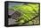 China 10MKm2 Collection - Rice Terraces - Longsheng Ping'an - Guangxi-Philippe Hugonnard-Framed Premier Image Canvas