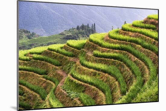 China 10MKm2 Collection - Rice Terraces - Longsheng Ping'an - Guangxi-Philippe Hugonnard-Mounted Photographic Print