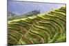 China 10MKm2 Collection - Rice Terraces - Longsheng Ping'an - Guangxi-Philippe Hugonnard-Mounted Photographic Print