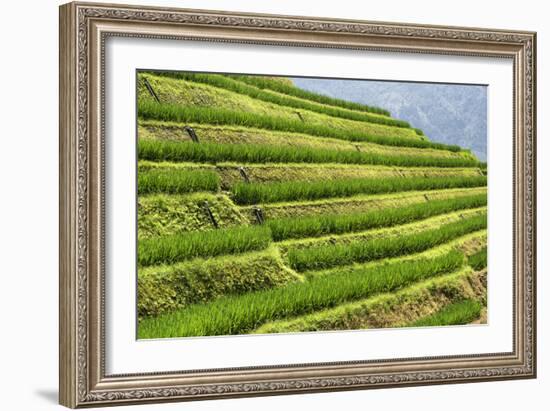 China 10MKm2 Collection - Rice Terraces - Longsheng Ping'an - Guangxi-Philippe Hugonnard-Framed Photographic Print