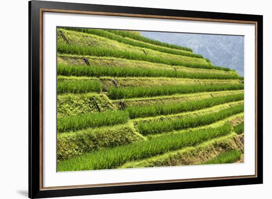 China 10MKm2 Collection - Rice Terraces - Longsheng Ping'an - Guangxi-Philippe Hugonnard-Framed Photographic Print