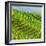 China 10MKm2 Collection - Rice Terraces - Longsheng Ping'an - Guangxi-Philippe Hugonnard-Framed Photographic Print