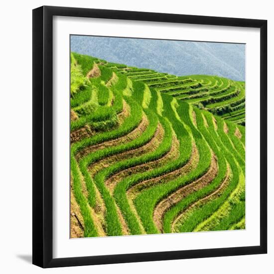 China 10MKm2 Collection - Rice Terraces - Longsheng Ping'an - Guangxi-Philippe Hugonnard-Framed Photographic Print