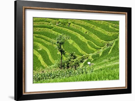 China 10MKm2 Collection - Rice Terraces - Longsheng Ping'an - Guangxi-Philippe Hugonnard-Framed Photographic Print