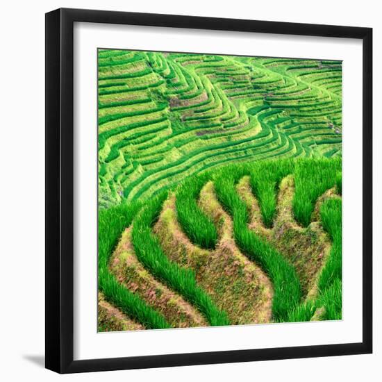 China 10MKm2 Collection - Rice Terraces - Longsheng Ping'an - Guangxi-Philippe Hugonnard-Framed Photographic Print