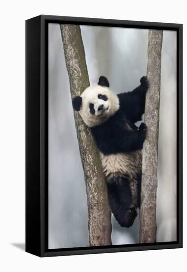 China, Chengdu, Chengdu Panda Base. Baby Giant Panda in Tree-Jaynes Gallery-Framed Premier Image Canvas
