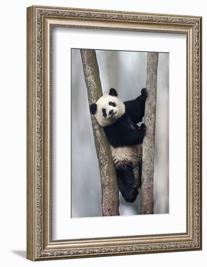 China, Chengdu, Chengdu Panda Base. Baby Giant Panda in Tree-Jaynes Gallery-Framed Photographic Print