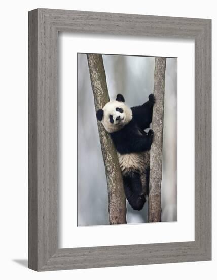 China, Chengdu, Chengdu Panda Base. Baby Giant Panda in Tree-Jaynes Gallery-Framed Photographic Print