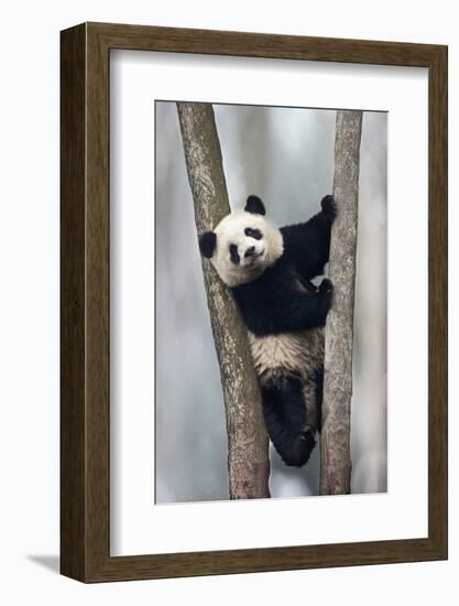 China, Chengdu, Chengdu Panda Base. Baby Giant Panda in Tree-Jaynes Gallery-Framed Photographic Print