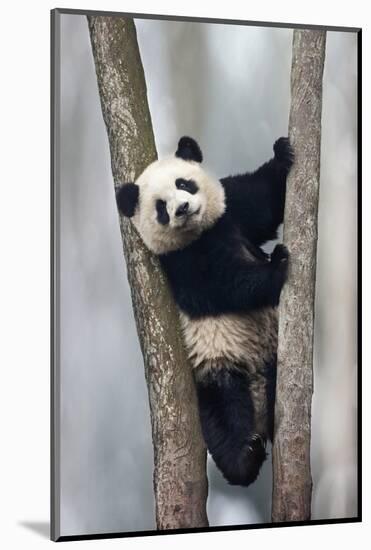 China, Chengdu, Chengdu Panda Base. Baby Giant Panda in Tree-Jaynes Gallery-Mounted Photographic Print