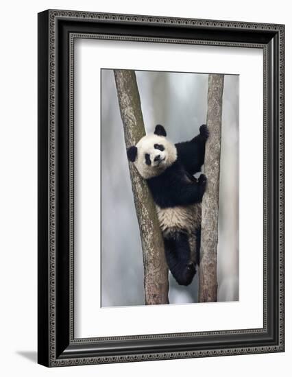 China, Chengdu, Chengdu Panda Base. Baby Giant Panda in Tree-Jaynes Gallery-Framed Photographic Print