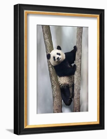 China, Chengdu, Chengdu Panda Base. Baby Giant Panda in Tree-Jaynes Gallery-Framed Photographic Print