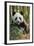 China, Chengdu, Chengdu Panda Base. Close-Up of Young Giant Panda-Jaynes Gallery-Framed Photographic Print