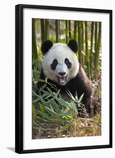 China, Chengdu, Chengdu Panda Base. Close-Up of Young Giant Panda-Jaynes Gallery-Framed Photographic Print