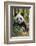 China, Chengdu, Chengdu Panda Base. Close-Up of Young Giant Panda-Jaynes Gallery-Framed Photographic Print