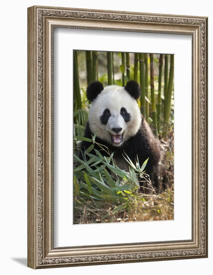 China, Chengdu, Chengdu Panda Base. Close-Up of Young Giant Panda-Jaynes Gallery-Framed Photographic Print