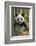 China, Chengdu, Chengdu Panda Base. Close-Up of Young Giant Panda-Jaynes Gallery-Framed Photographic Print