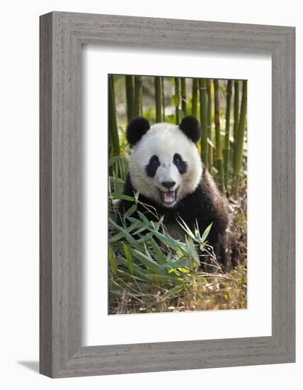 China, Chengdu, Chengdu Panda Base. Close-Up of Young Giant Panda-Jaynes Gallery-Framed Photographic Print